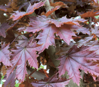 Клен звичайний 'Крімсон Сентрі' - Acer platanoides 'Crimson Sentry'