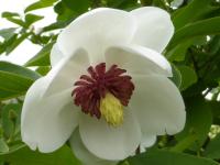 Магнолія зібольда - Magnolia sieboldii
