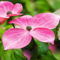 Дерен коуза "Росімор Пінк" - Cornus kousa "Rosemoor Pink"