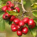 Crataegus - Глід