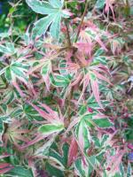 Клен японський "Бунні Шічі Хенж" - Acer palmatum 'Beni Shichi henge