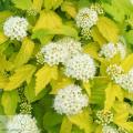 Physocarpus - Пухироплідник