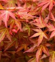 Клен японський "Вільсон пінк дварф" - Acer palmatum 'Wilsons Pink Dwarf