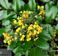 Mahonia - Магонія