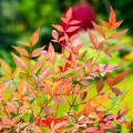 Nandina - Нандіна
