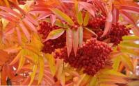 Горобина "Додонг" - Sorbus 'Dodong'