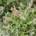 Salix - Верба