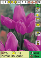 Тюльпан 'Purple Bouguet'