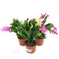 Різдвяник - Schlumbergera