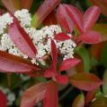 Photinia - Фотинія