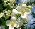 Philadelphus - Чубушник