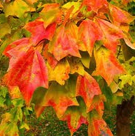 Клен Бургера - Acer buergerianum