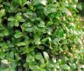 Buxus - Самшит