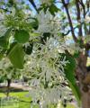 Chionanthus - Сніговець