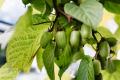 Actinidia - Актинідія