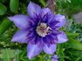 Clematis - Клематіс