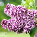 Syringa - Бузок