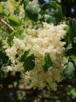 Бузок пекінський "Чайна Сноу" - Syringa pekinensis China Snow