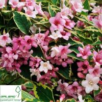 Вейгела квітуча 'Нана Варіегата' - Weigela florida 'Nana Variegata'