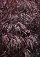 Клен японський "Тамукеяма" - Acer palmatum 'Tamukeyama'