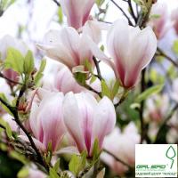 Магнолія 'Альба Суперба' - Magnolia 'Alba Superba'