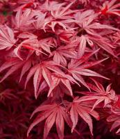 Клен японський 'Скітерс Брум' - Acer palmatum 'Skeeter's Broom'