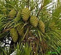 Сосна італійська - Pinus pinea
