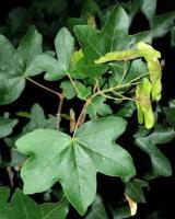 Клен польовий - Acer campestre