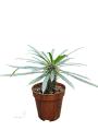 Пахіподіум - Pachypodium