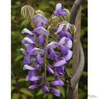 Гліцинія китайська 'Йокохама Фуджі' - Wisteria brachybotrys 'Yokohama Fuji'