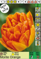 Тюльпан 'Monte Orange'
