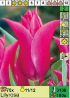 Тюльпан 'LiLyrosa'