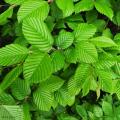 Carpinus - Граб