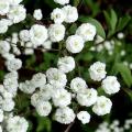Spiraea - Спірея