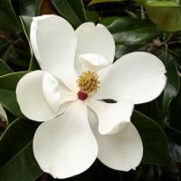 Магнолія вічнозелена "Галісонєнсіс" - Magnolia grandiflora "Gallisoniensis"