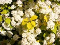  Спірея Вангутта "Голд Фонтейн" - Spiraea vanhouttei 'Gold Fountain'