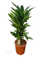 Драцена fragrans