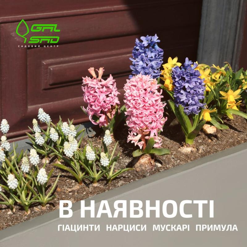 В наявності цибулькові і не тільки квіти