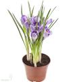Крокус - Crocus