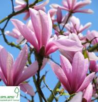 Магнолія 'Спектрум' - Magnolia 'Spectrum'