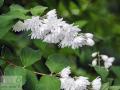 Deutzia - Дейція