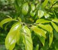 Sycoparrotia - Сикопаротія
