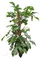 Філодендрон - Philodendron