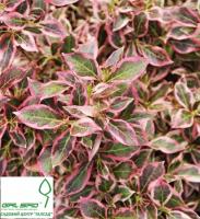 Вейгела квітуча 'Монет' - Weigela florida 'Monet'