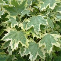Клен гостролистий "Друмонді" - Acer platanoides 'Drumondii'