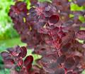 Cotinus - Скумпія