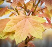 Клен-явір "Бріліантісімум" - Acer pseudoplatanus 'Brilliantissimum'