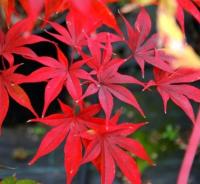 Клен японський 'Осакатсукі' - Acer palmatum 'Osakatsuki'