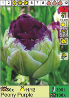 Тюльпан 'Paeony Purple'