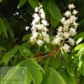 Aesculus - Гіркокаштан